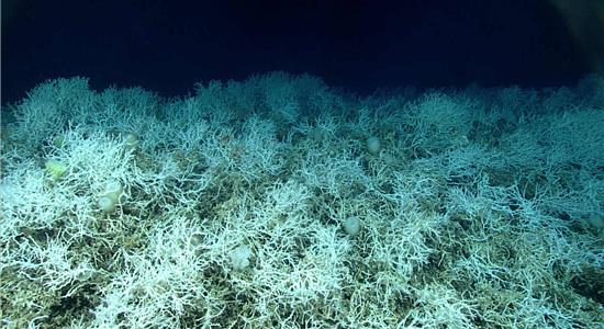 بزرگترین صخره مرجانی در اعماق دریا در جنوب شرقی ایالات متحده کشف شد