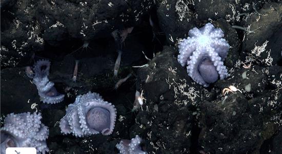 دانشمندان یک پرورشگاه جدید اختاپوس در اعماق دریای کاستاریکا کشف کردند