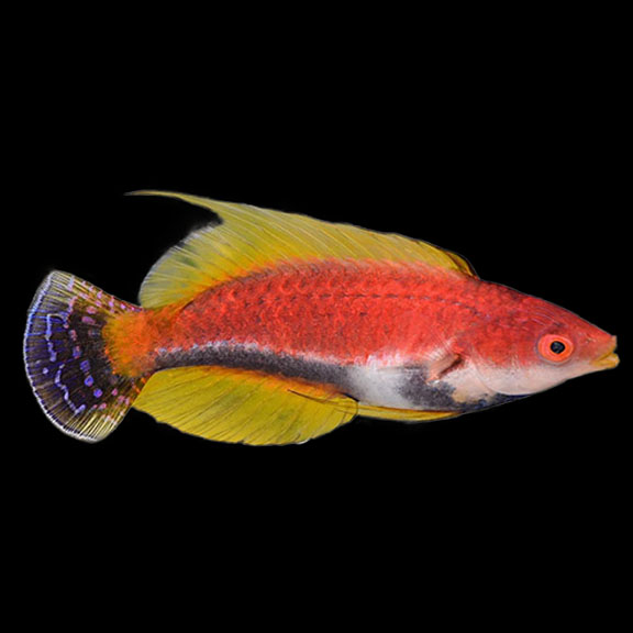 فرشته ماهی کورال بیوتی coral beauty angelfish