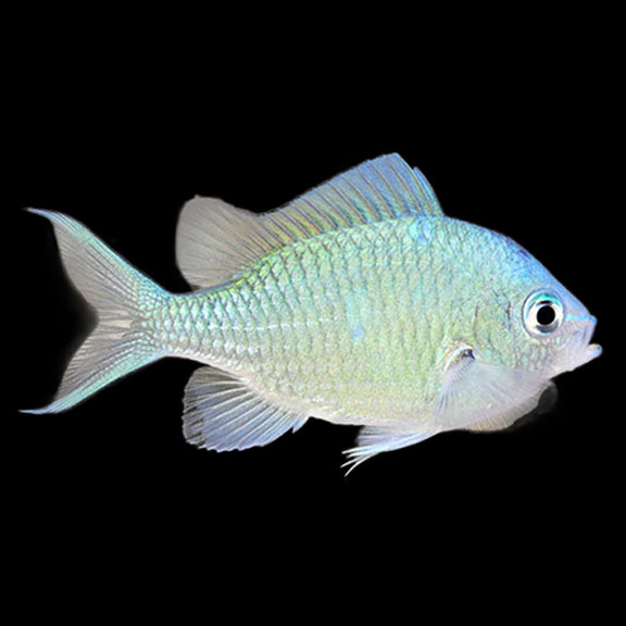 فرشته ماهی کورال بیوتی coral beauty angelfish