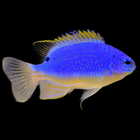فرشته ماهی کورال بیوتی coral beauty angelfish