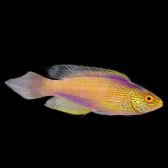 فرشته ماهی کورال بیوتی coral beauty angelfish