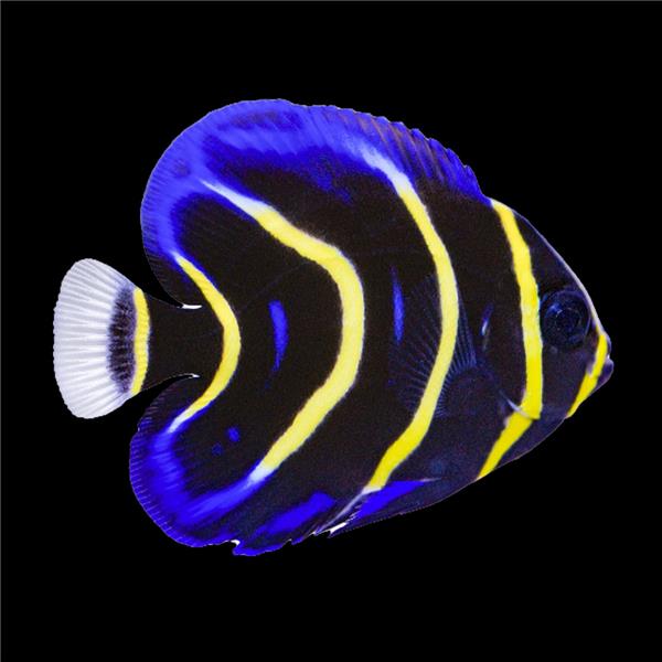 فرشته ماهی کورال بیوتی coral beauty angelfish