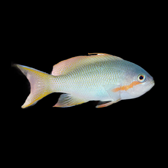 فرشته ماهی کورال بیوتی coral beauty angelfish