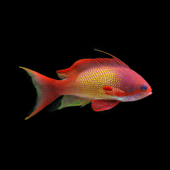 فرشته ماهی کورال بیوتی coral beauty angelfish