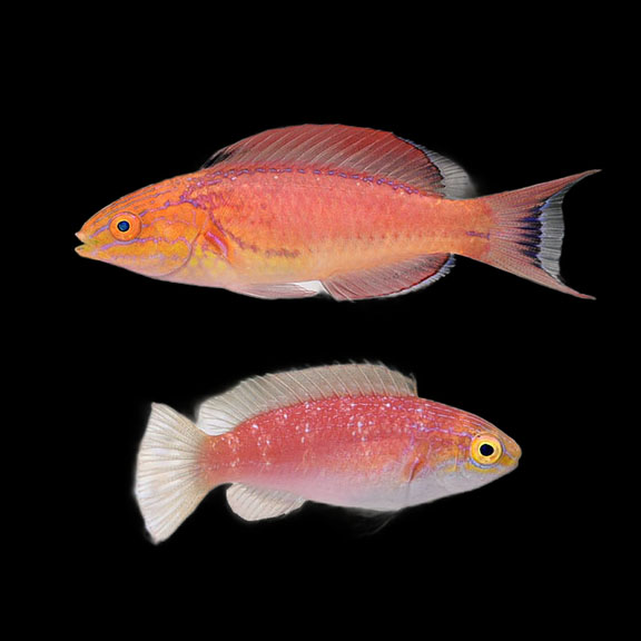 فرشته ماهی کورال بیوتی coral beauty angelfish