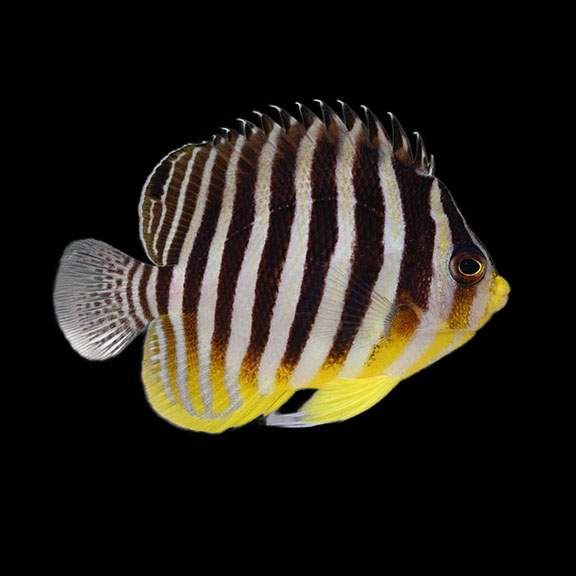 فرشته ماهی کورال بیوتی coral beauty angelfish