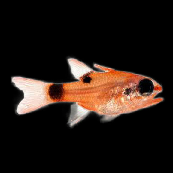 فرشته ماهی کورال بیوتی coral beauty angelfish