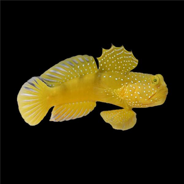 فرشته ماهی کورال بیوتی coral beauty angelfish