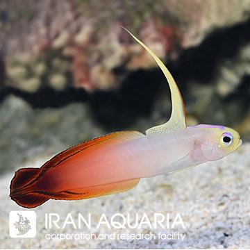 فرشته ماهی کورال بیوتی coral beauty angelfish