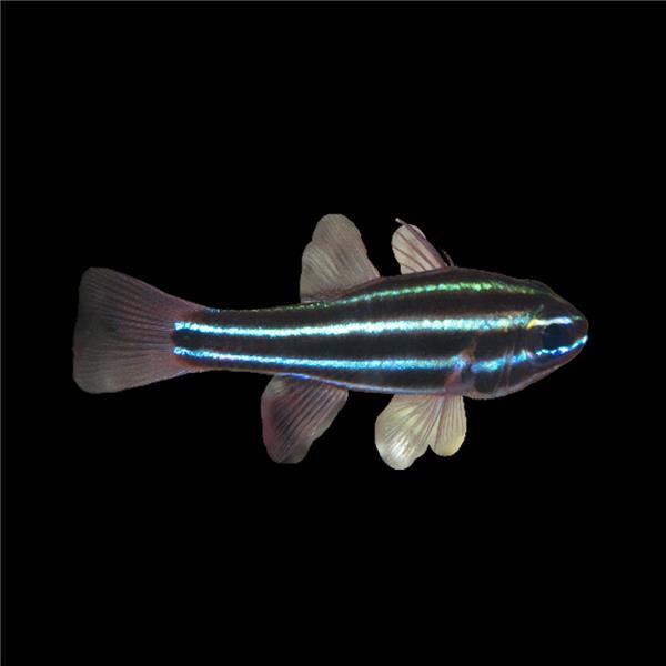 فرشته ماهی کورال بیوتی coral beauty angelfish