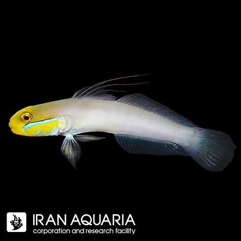 فرشته ماهی کورال بیوتی coral beauty angelfish