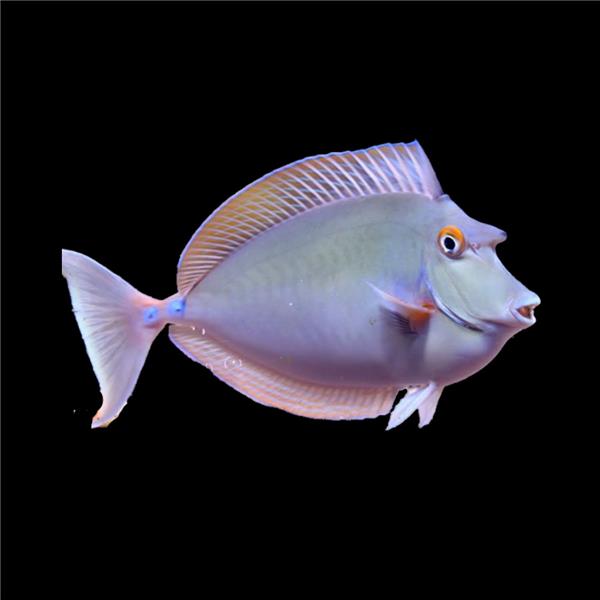 فرشته ماهی کورال بیوتی coral beauty angelfish