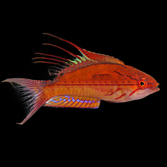 فرشته ماهی کورال بیوتی coral beauty angelfish