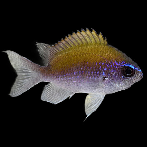 فرشته ماهی کورال بیوتی coral beauty angelfish