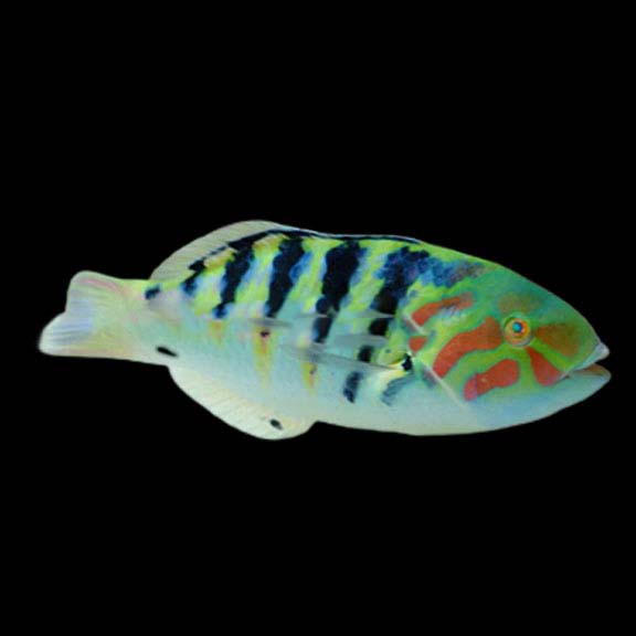 فرشته ماهی کورال بیوتی coral beauty angelfish