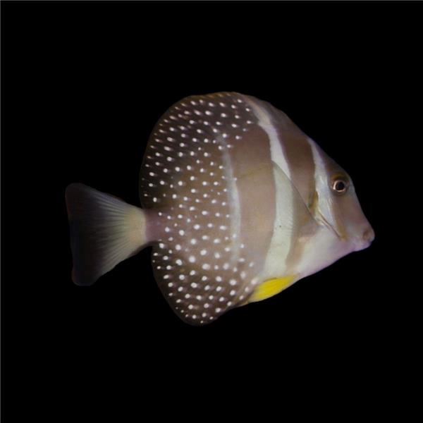 فرشته ماهی کورال بیوتی coral beauty angelfish