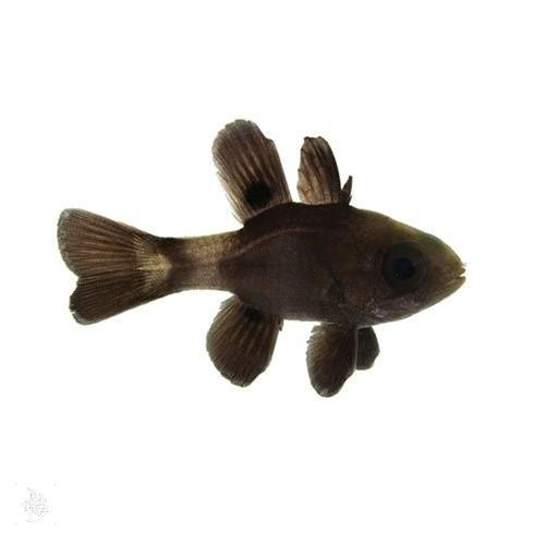 فرشته ماهی کورال بیوتی coral beauty angelfish