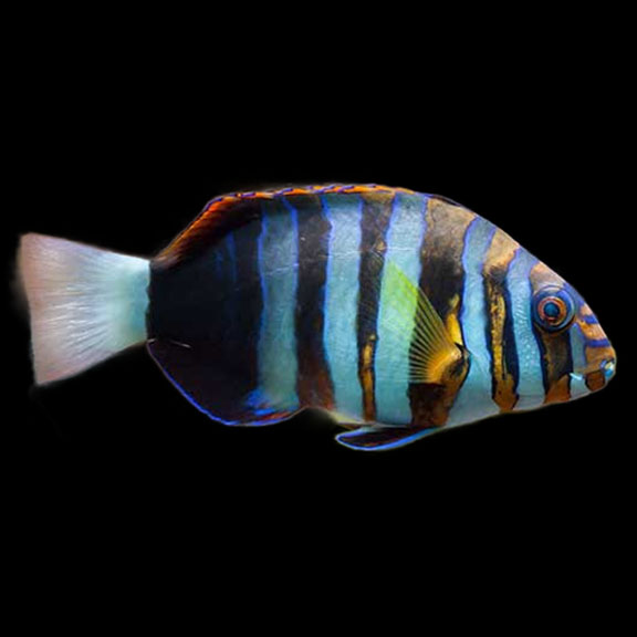 فرشته ماهی کورال بیوتی coral beauty angelfish