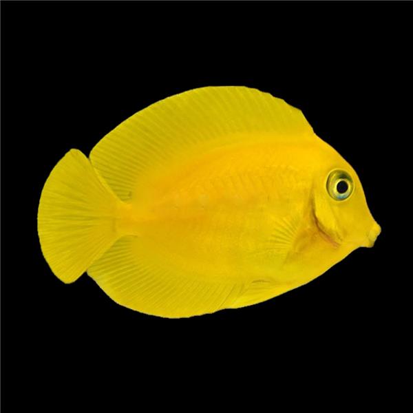 فرشته ماهی کورال بیوتی coral beauty angelfish