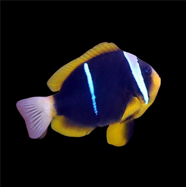 فرشته ماهی کورال بیوتی coral beauty angelfish