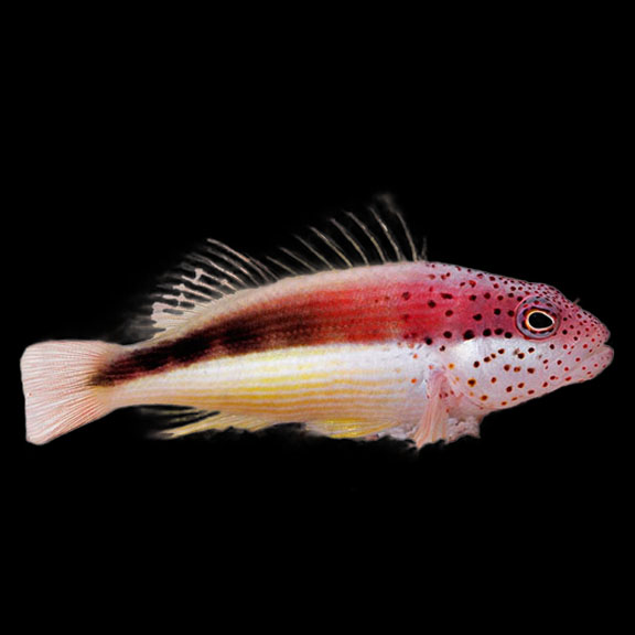 فرشته ماهی کورال بیوتی coral beauty angelfish