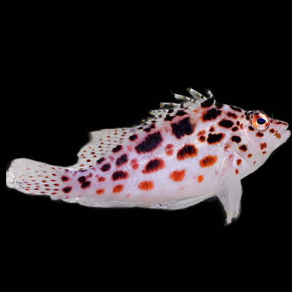 فرشته ماهی کورال بیوتی coral beauty angelfish