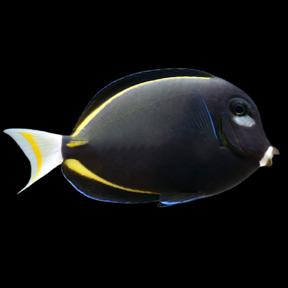فرشته ماهی کورال بیوتی coral beauty angelfish