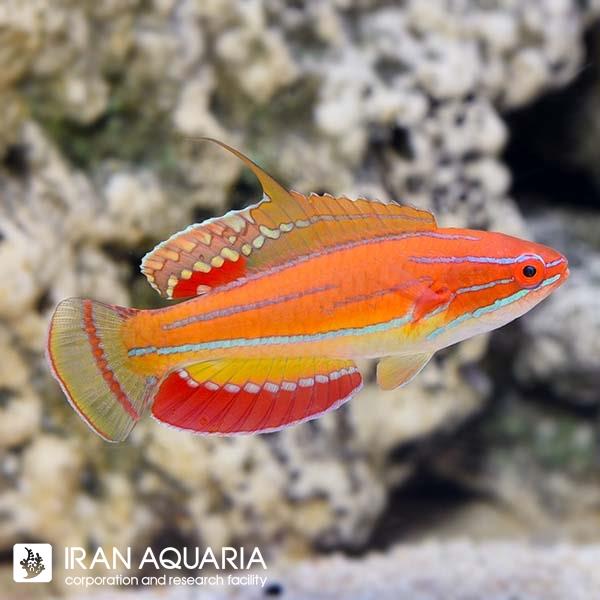 فرشته ماهی کورال بیوتی coral beauty angelfish