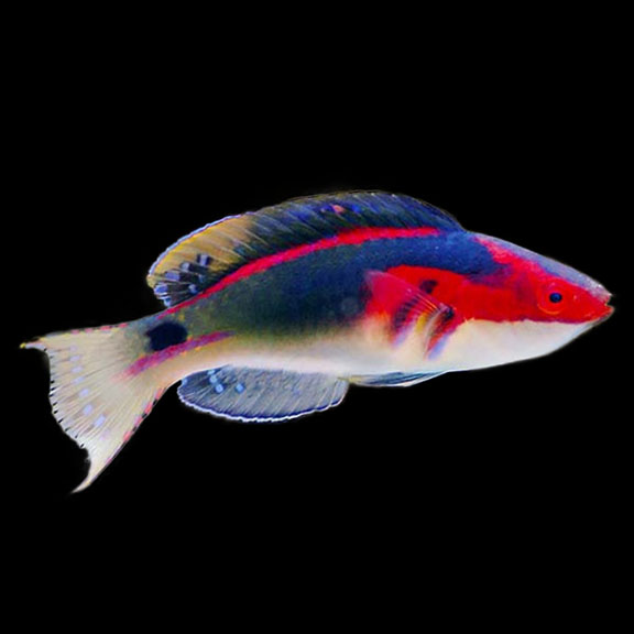 فرشته ماهی کورال بیوتی coral beauty angelfish