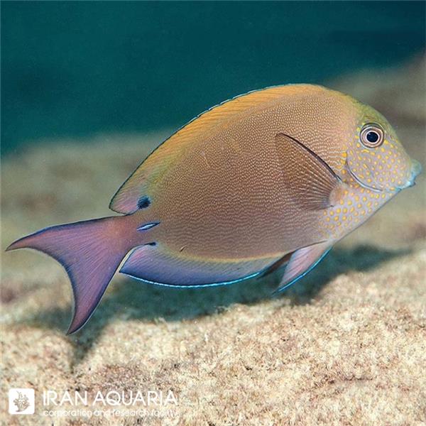 فرشته ماهی کورال بیوتی coral beauty angelfish