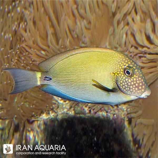 فرشته ماهی کورال بیوتی coral beauty angelfish