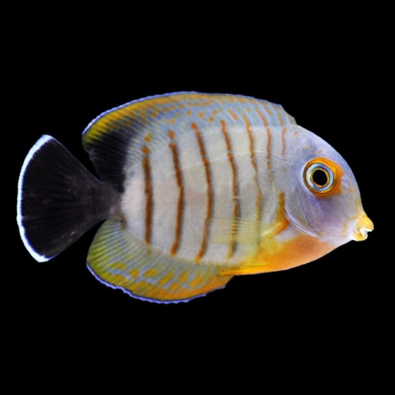فرشته ماهی کورال بیوتی coral beauty angelfish