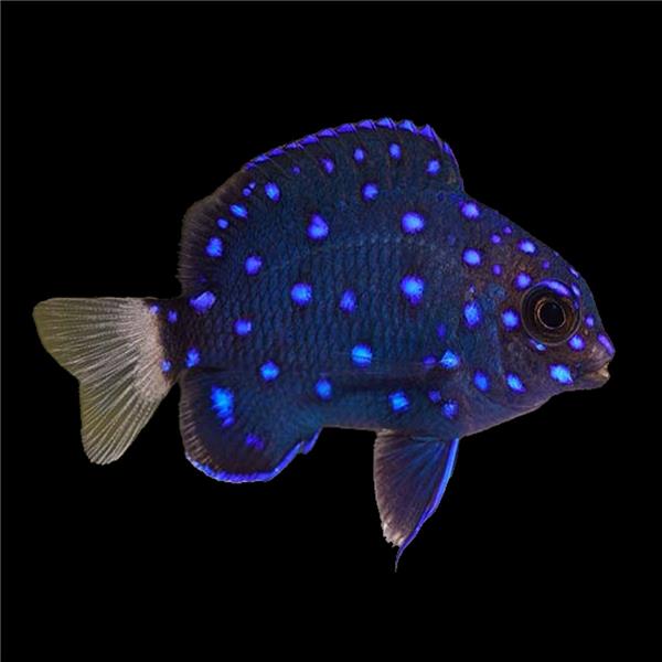 فرشته ماهی کورال بیوتی coral beauty angelfish