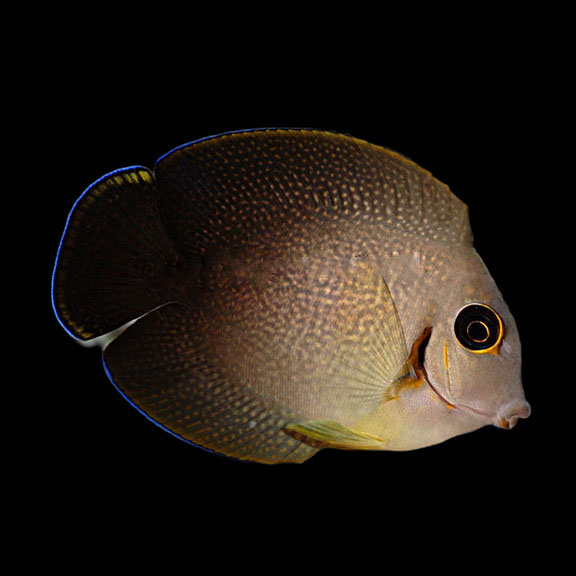 فرشته ماهی کورال بیوتی coral beauty angelfish