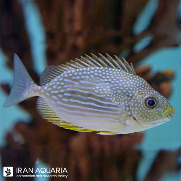 فرشته ماهی کورال بیوتی coral beauty angelfish