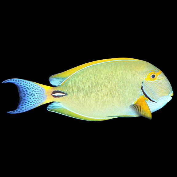 فرشته ماهی کورال بیوتی coral beauty angelfish