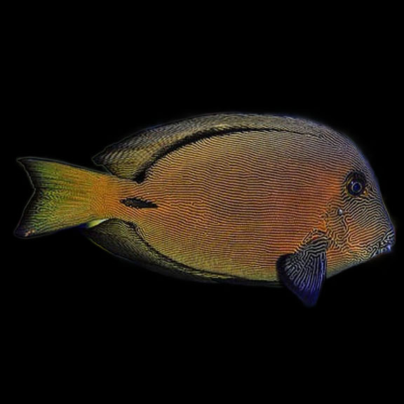 فرشته ماهی کورال بیوتی coral beauty angelfish