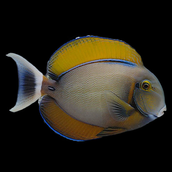 فرشته ماهی کورال بیوتی coral beauty angelfish