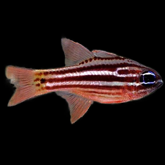 فرشته ماهی کورال بیوتی coral beauty angelfish