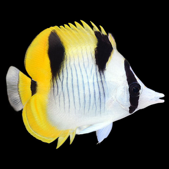فرشته ماهی کورال بیوتی coral beauty angelfish