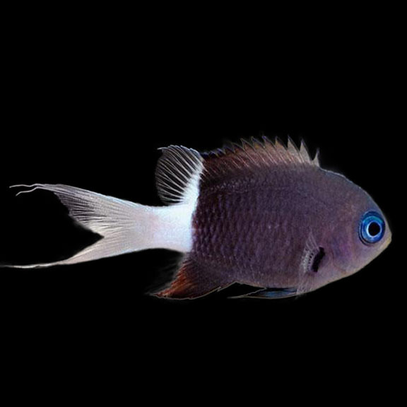 فرشته ماهی کورال بیوتی coral beauty angelfish