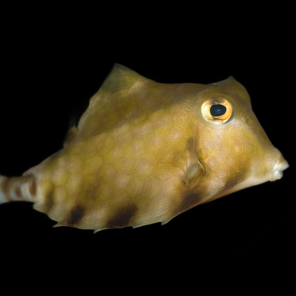 فرشته ماهی کورال بیوتی coral beauty angelfish