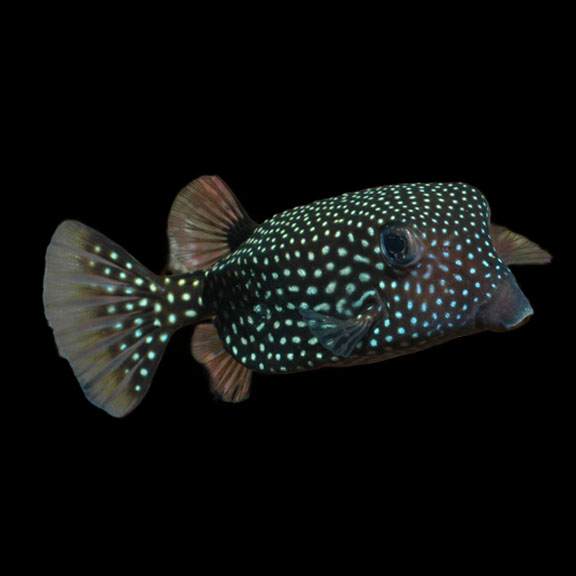 فرشته ماهی کورال بیوتی coral beauty angelfish