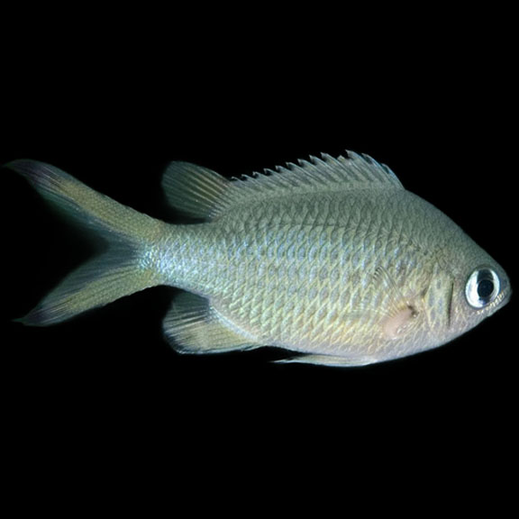 فرشته ماهی کورال بیوتی coral beauty angelfish