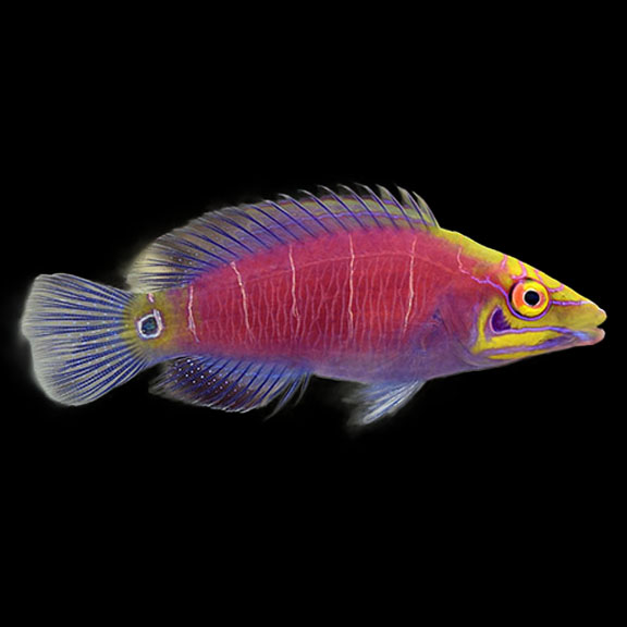 فرشته ماهی کورال بیوتی coral beauty angelfish