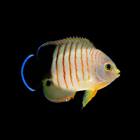 فرشته ماهی کورال بیوتی coral beauty angelfish