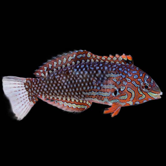 فرشته ماهی کورال بیوتی coral beauty angelfish