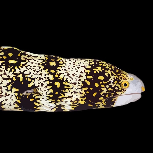 فرشته ماهی کورال بیوتی coral beauty angelfish