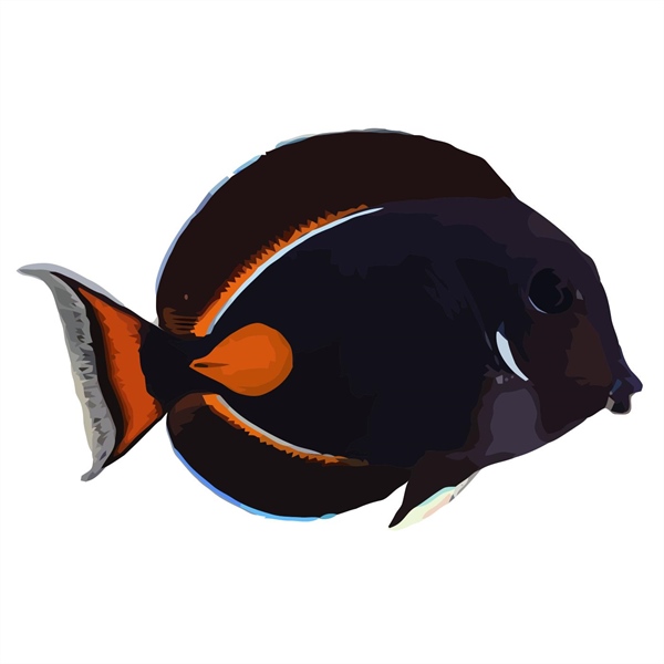 فرشته ماهی کورال بیوتی coral beauty angelfish